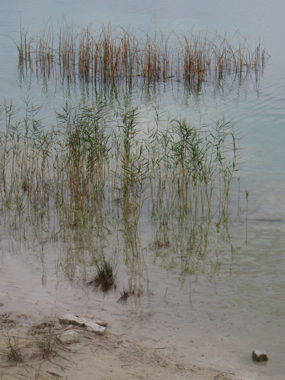 Ажурные водные травы