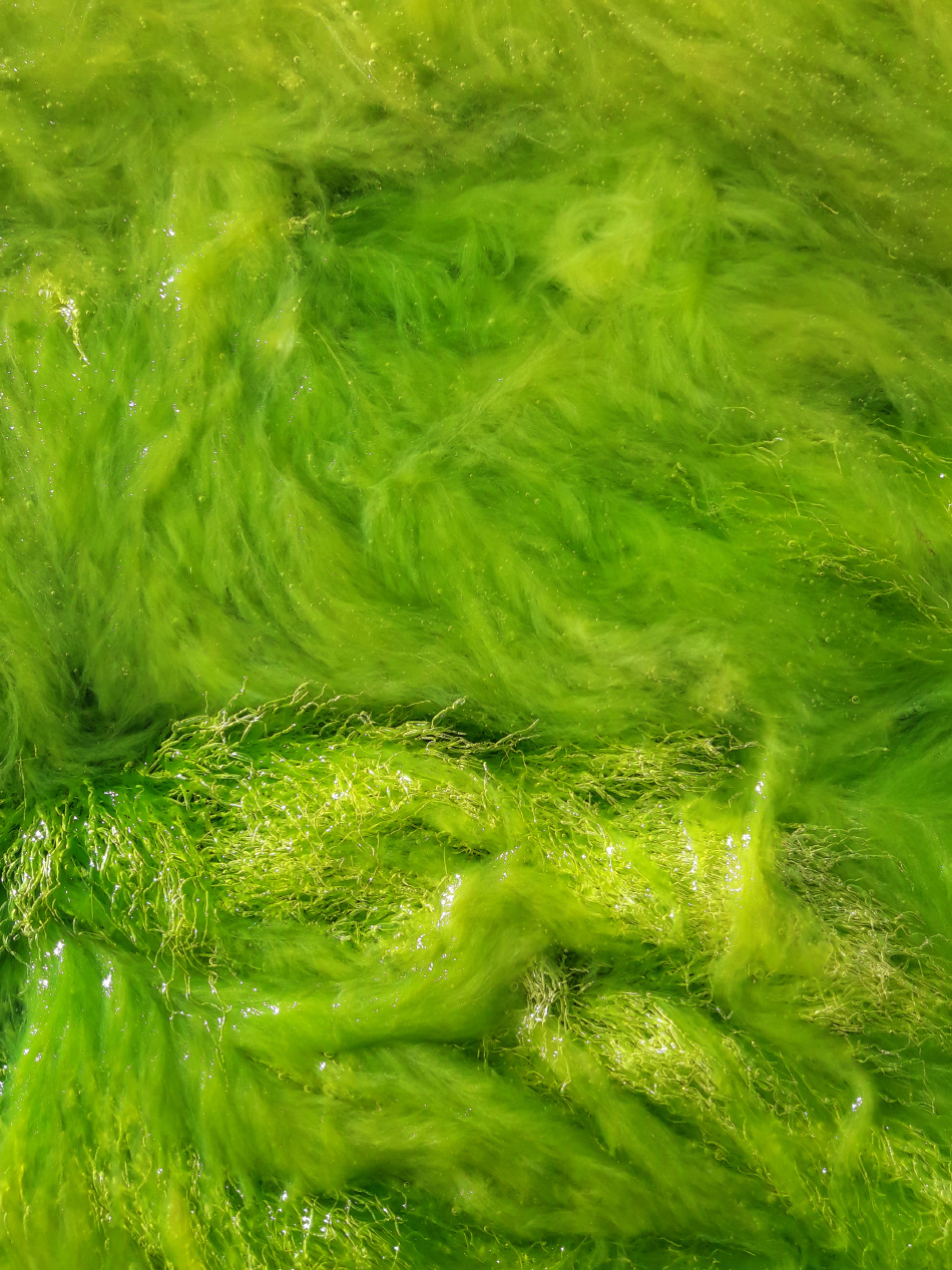 Сочная зелень морских водорослей